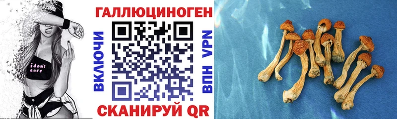 Купить где  Исилькуль  Псилоцибиновые грибы Psilocybe 